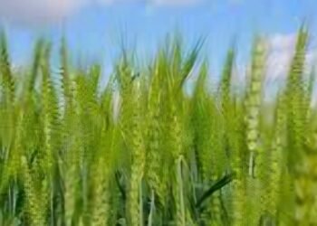 ‘जनसमर्थ पोर्टल’मुळे पीक कर्ज मिळणे आता झाले सुलभ : जिल्हाधिकारी कुमार आशिर्वाद