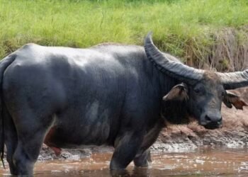 कोरवलीत ग्रामसुरक्षा यंत्रणा सतर्क; हरवलेली म्हैस अवघ्या तासात सापडली