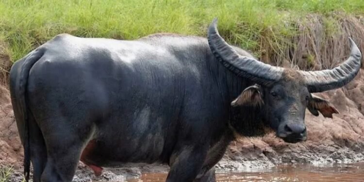 कोरवलीत ग्रामसुरक्षा यंत्रणा सतर्क; हरवलेली म्हैस अवघ्या तासात सापडली