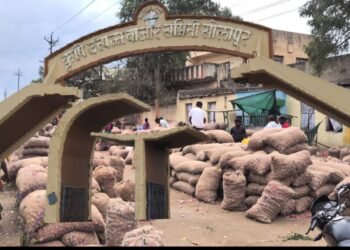 सोलापूर कृषी उत्पन्न बाजार समिती :  कांद्याची आवक वाढली; पालेभाज्या दर स्थिर